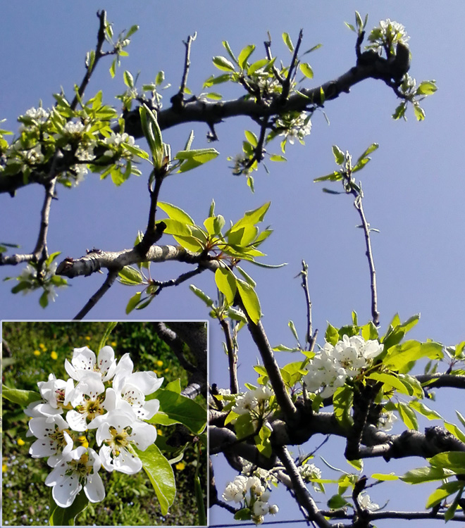 洋梨の花が咲きました 長野県 ラ フランス ル レクチェ